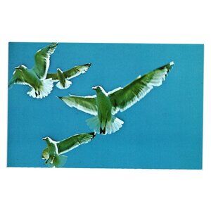 Seagulls In Flight Maine Coast Postcard Published Bromley Color Photo